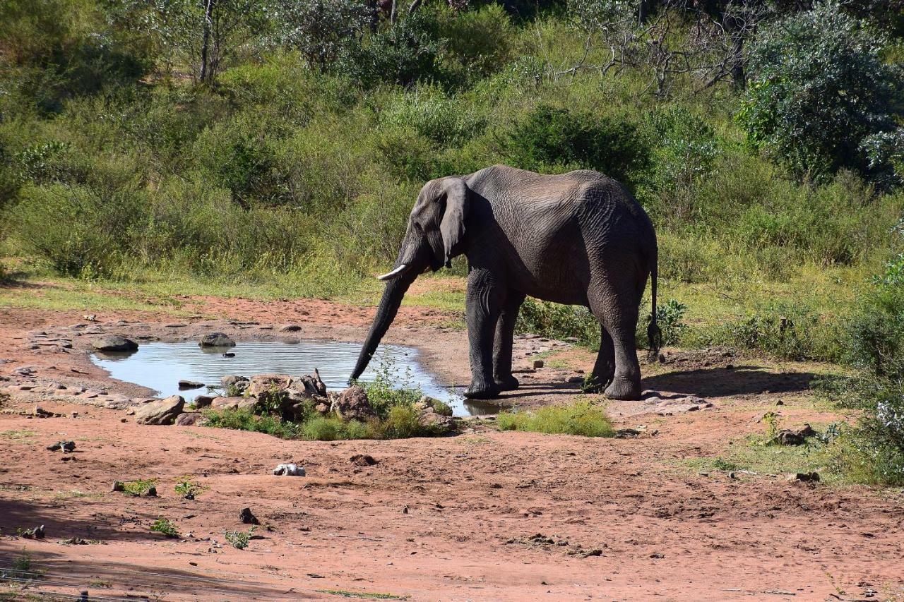 Sekala Private Game Lodge ヴェルハヴォンデン・ゲーム・リザーブ エクステリア 写真